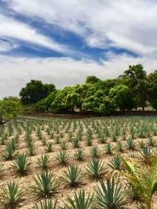 Beautiful blue agave fields of Tequila, Mexico.