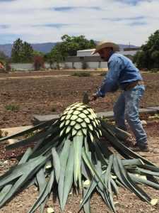 Worker cutting up a blue agave plan for production. 